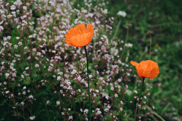 Orange two poppies in focus against pink flowers meadow. Contrast colors in garden. Blossoming poppies on a dark green background. Spring backround with poppies.