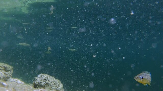 Mesmerizing underwater view of floating particles in calm pond water. Common or European chub fish swim in pristine Alpine lake. Endless view into darkness. Static, low angle