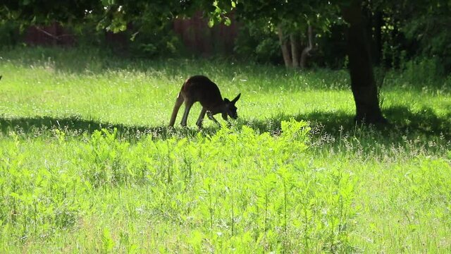 Australian cangaroo sniffing grass and walking on meadow under the tree