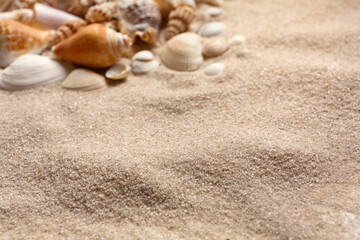 Fototapeta na wymiar Sea shells of many types and sizes lie in the sand. Place for text.