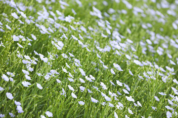 Fototapeta premium Beautiful view of blooming flax field on summer day