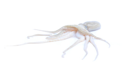 Fresh squid isolated on white background