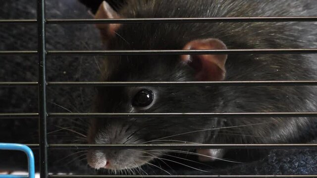 Decorative rat breed Dumbo in a cage looks through the bars