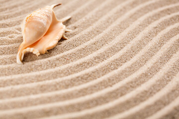 The original seashell is in the upper right corner. Wavy sand texture. Place for text or product.