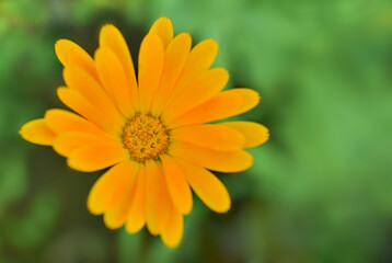 Calendula flower