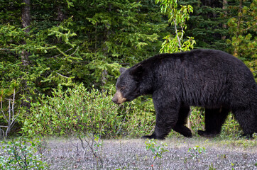 A black bear walks through the bushes. Coniferous forest in the background. Canadian Rockies, Jasper National Park, Canada