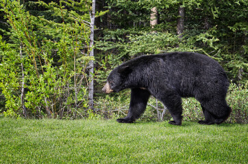 A black bear walks through the bushes. Coniferous forest in the background. Canadian Rockies, Jasper National Park, Canada