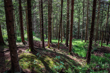 Naklejka premium Waldmeditation