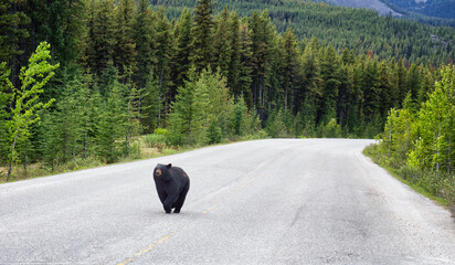 A black bear walks along an asphalt road. Coniferous forest in the background. Canadian Rockies, Jasper National Park, Canada - obrazy, fototapety, plakaty