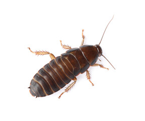 Brown cockroach isolated on white, top view. Pest control