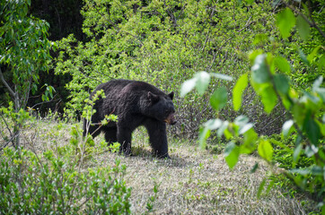 A black bear walks through the bushes. Coniferous forest in the background. Canadian Rockies, Jasper National Park, Canada