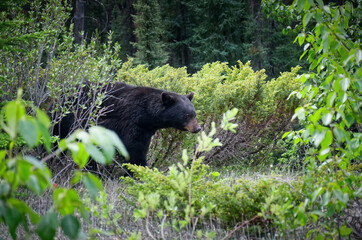 A black bear walks through the bushes. Coniferous forest in the background. Canadian Rockies, Jasper National Park, Canada