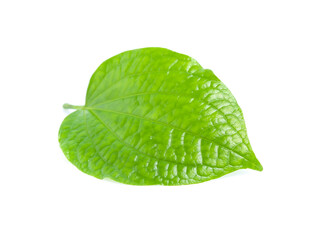 Naklejka na ściany i meble Piper sarmentosum, Wildbetal leafbush leaf isolated on white