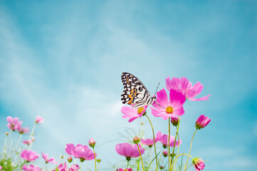 Beautiful butterflies and colorful flowers