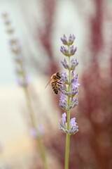 bee on a flower