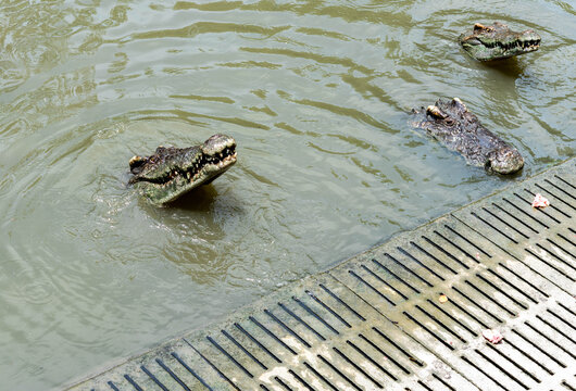 Crocodile in the faithful with export value as food, leather, precious metals in bags, trade, photo