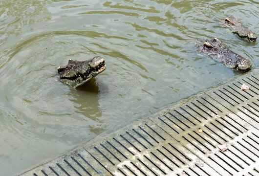 Crocodile in the faithful with export value as food, leather, precious metals in bags, trade, photo