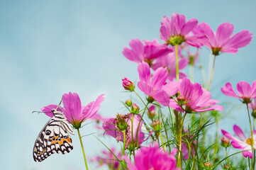 Beautiful butterflies and colorful flowers