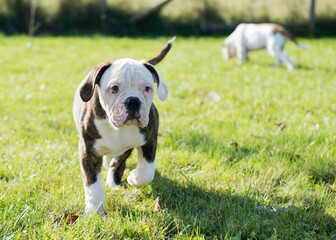 American Bulldog puppy on nature