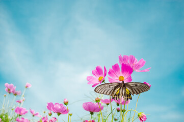 Fototapeta na wymiar Beautiful butterflies and colorful flowers