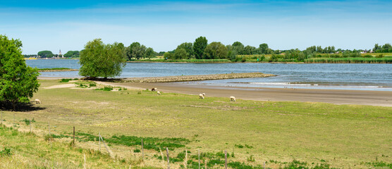 Plakat Panorama view. Meadow with sheep along river Lek. Between Langerak and Schoonhoven. The Netherlands.
