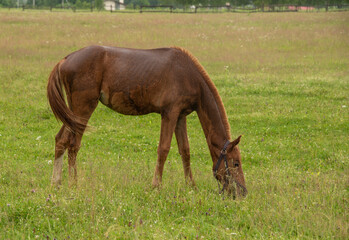 Naklejka na ściany i meble One young horse is grazing in a field.