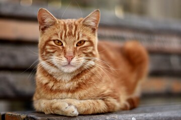 Gato anaranjado en primer plano