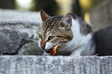 Gato callejero comiendo