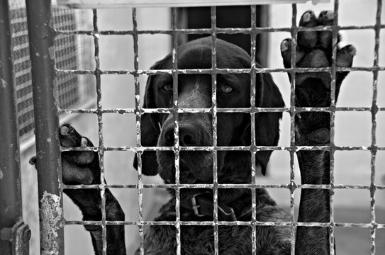 Perro abandonado en una perrera