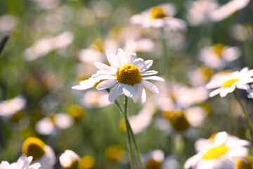 Fototapeta premium Beautiful chamomile flowers growing in field, closeup