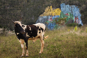 Cow with colourful mural wall in background from Vinales, Cuba © danmir12