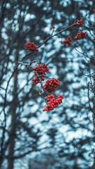 red berries on a tree