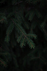 fir tree branches