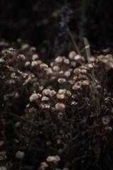 dry plant