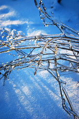 Frozen twigs covered by ice with blue snow in background in sunrise