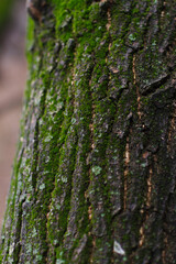 moss on tree