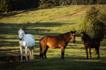 Fototapeta na wymiar Beautiful horses on a green landscape. Comanesti, Romania.