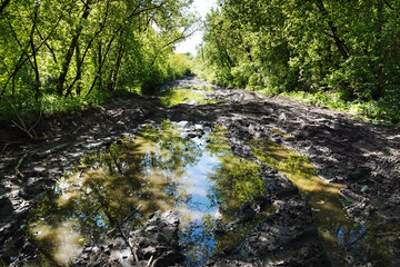Dirt road among the trees © SERHII BLIK