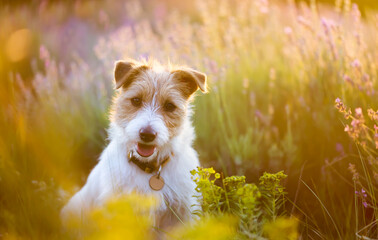 Smiling happy jack russell terrier pet dog puppy sitting in the lavender field with flowers in...