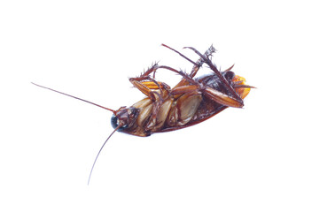 COCKROACH WHITE ISOLATED BACKGROUND