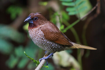 Scaly-breasted munia bird perched on a branch in the forest.