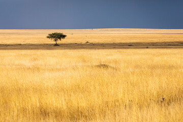 Obraz premium Beautiful single tree in landscape during safari in Serengeti National Park of Tanzania. Wilde nature of Africa.