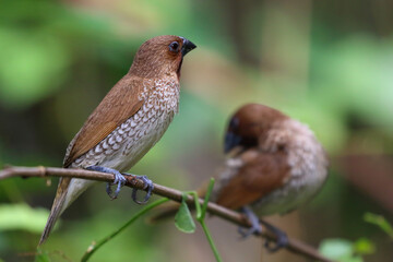 Scaly-breasted munia bird perched on a branch in the forest.