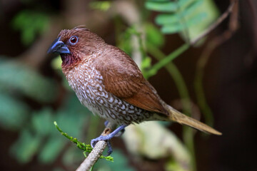 Scaly-breasted munia bird perched on a branch in the forest.