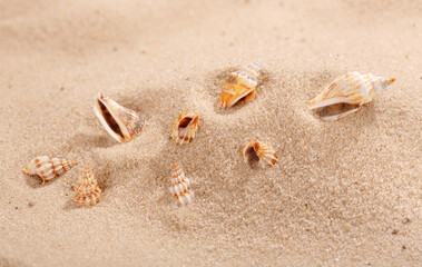 Fototapeta na wymiar Various small seashells lie in the sand on the beach. Sand background. Close up.