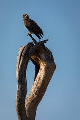 Hawk resting on a tree in Serengeti National Park in Tanzania during safari with blue sky in background