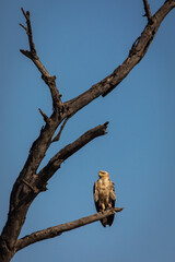 Fototapeta na wymiar Hawk resting on a tree in Serengeti National Park in Tanzania during safari with blue sky in background. Wild nature of Africa
