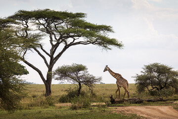 Portrait of a giraffe looking on the camera during safari in Tarangire National Park, Tanzania, with beautiful acacia tree in background. Wild nature of Africa.