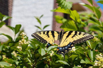 Tiger Swallowtail Butterfly with a Damaged Wing on a Green Plant in Astoria Queens New York during Summer