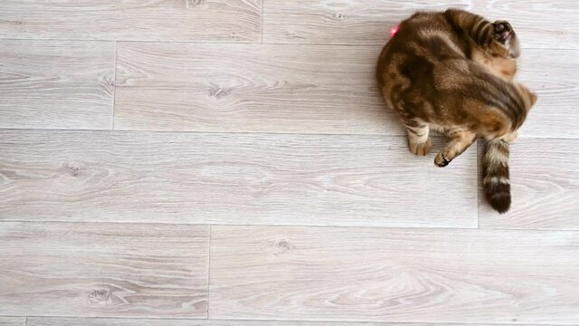 Red cat plays with a laser pointer on light wooden floor. Top view